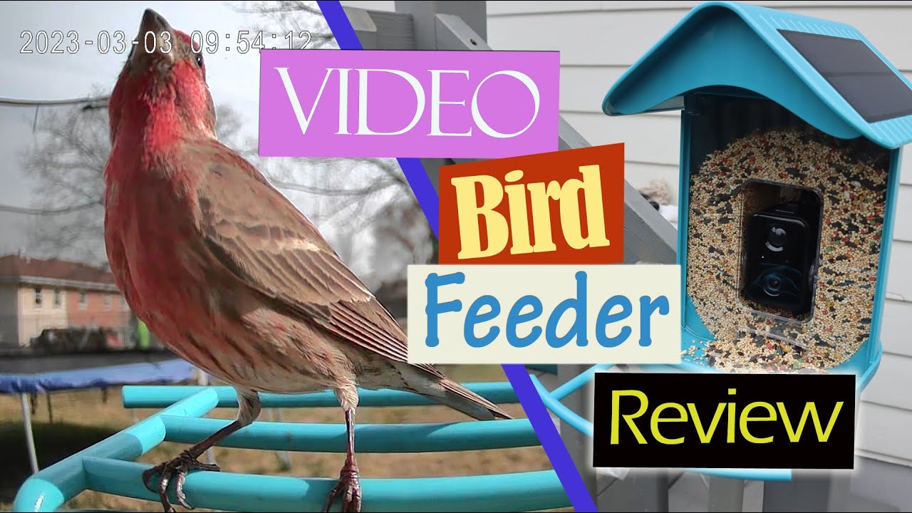 Cuckoo Smart Video Camera Bird Feeder by Arkantos Review 