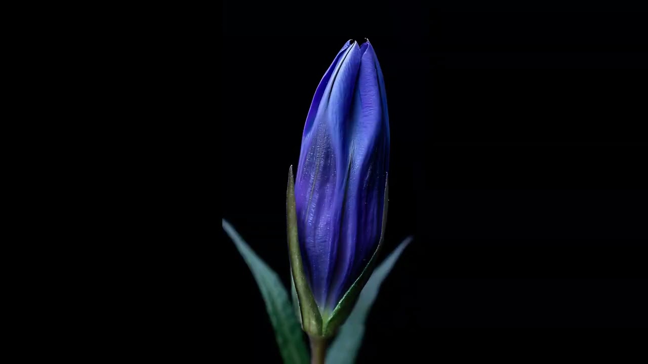 Gentiana Blooming Timelapse | Symbol of Justice and Eternal Love