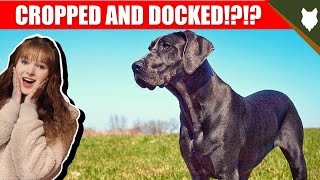 WHY ARE GREAT DANE CROPPED AND DOCKED?