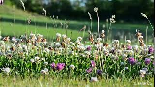 Loosening up music with nature hints of timberland and harmony cascade for unwinding,