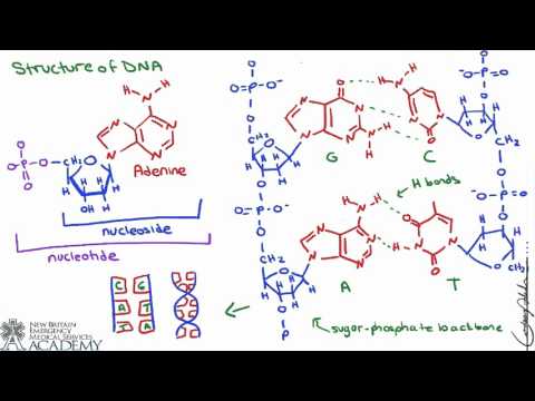 Wideo: Czy atp można wykorzystać do tworzenia kwasów nukleinowych?