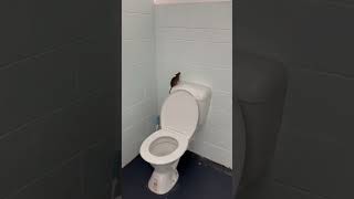Rat Accidentally Jumps Into Toilet