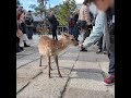 バンビとキッド #deerpark #奈良公園