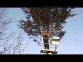 Baumfällung mittels SKT und Hubsteiger