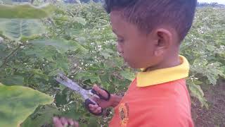 Download Lagu Panen Cepokak Hingga 50-80 Kg MP3