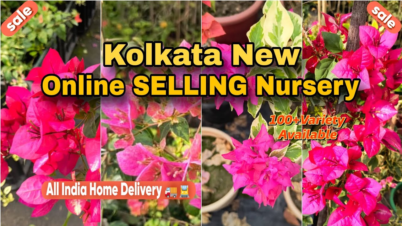 🔴 KOLKATA 😍NEW ONLINE SELLING NURSERY// ALL INDIA HOME 🚚// ONLINE SELLING 