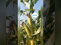 How To Grow Maize Reproductive Stages Of Maize How To Grow Maize Reproductive Stages Of Maize