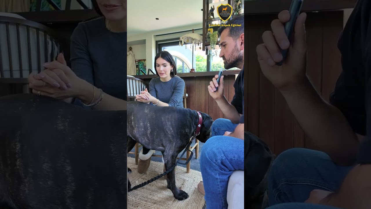 CANE CORSO & PRESA CANARİO