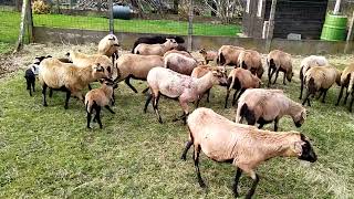 Djallonke sheep herd with ''Int.Ch Nikwe's Black Jumper'' 's lambs & new ram ''Haesen's Nr2" (3/4)