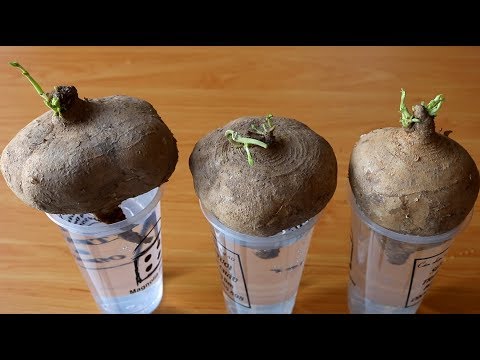 Video Trồng củ đậu (củ sắn) giờ đây thiệt quá dễ | Growing... - youtube