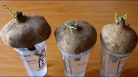 Trồng củ đậu (củ sắn) giờ đây thiệt quá dễ | Growing bean tubers (cassava tubers) is now too easy