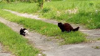 Two Random Stray Cats