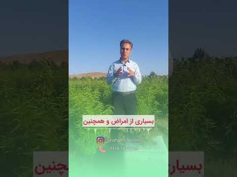 تفاوت پیوندک های باغ مادری با باغ شخصی نهال نهالستان