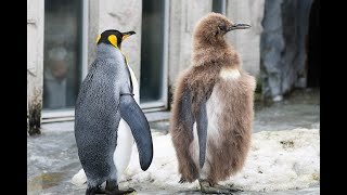 見逃し配信：2026/5/3 18:00〜5/4 6:00】ペンギン - YouTube