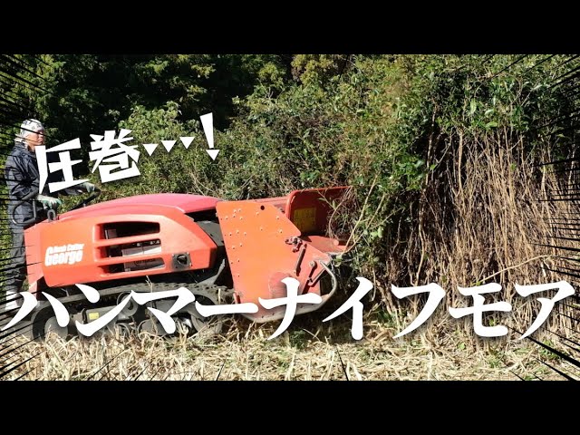 Abandoned tea fields transformed! See the crushing power of the