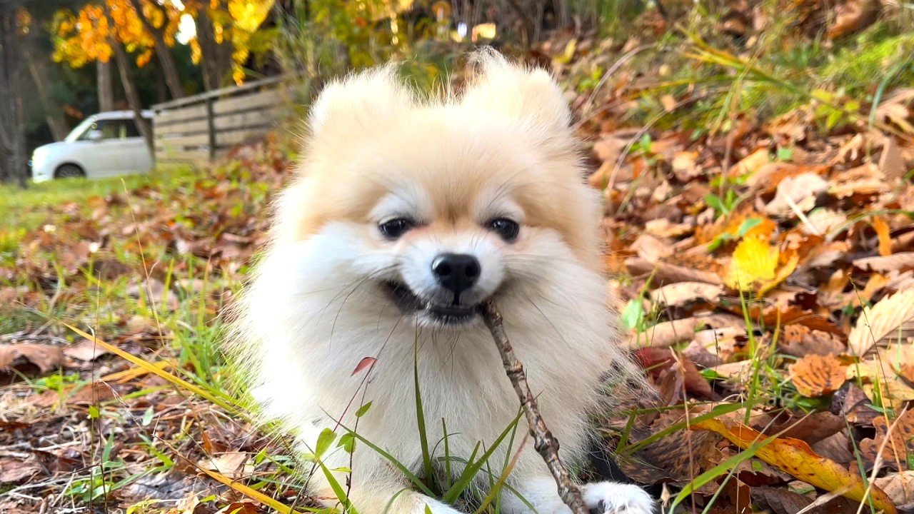 エンゼルフォレスト白河高原に一泊したポメラニアンがこうなりました【犬と泊まれる宿】｜巨大ドッグランと朝の湖で大はしゃぎ｜ポメラニアン初旅行