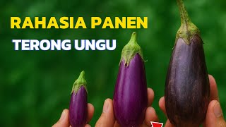 THE SECRET OF HARVESTING PURPLE EGGPLANT: The right time for optimal harvest ‼️