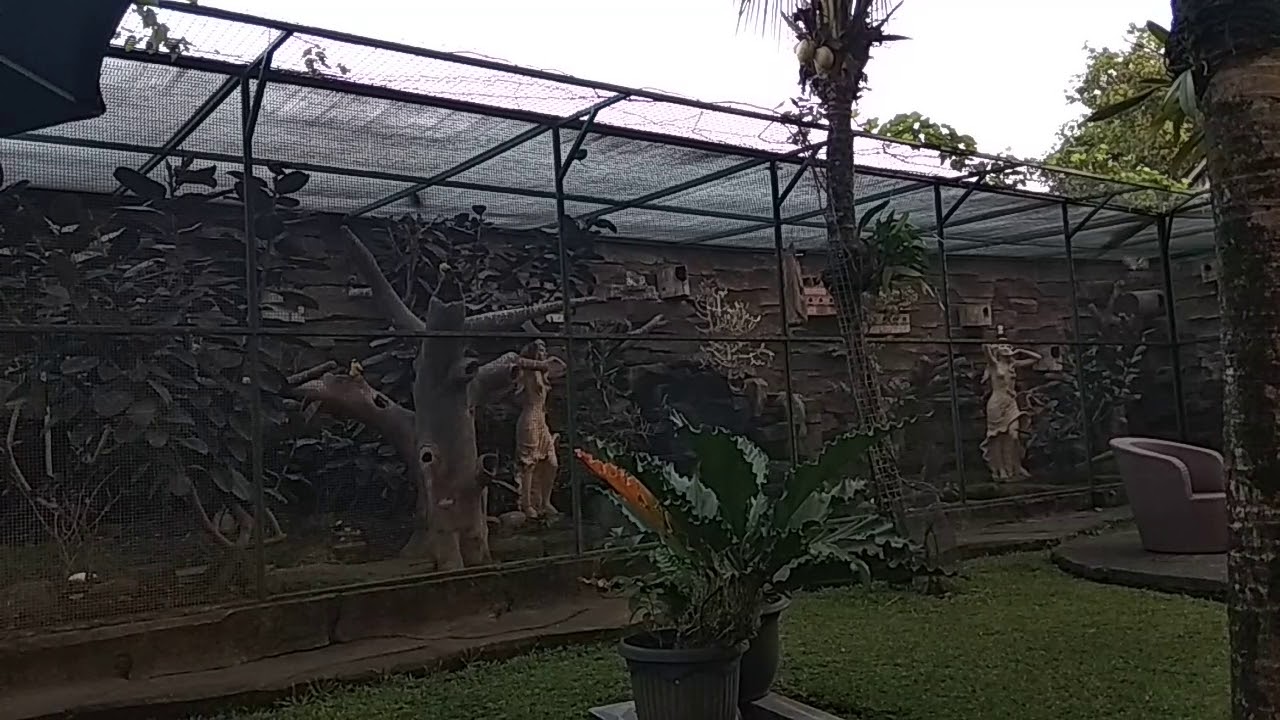 Cara Membuat Kandang Penangkaran Burung Umbaran 
