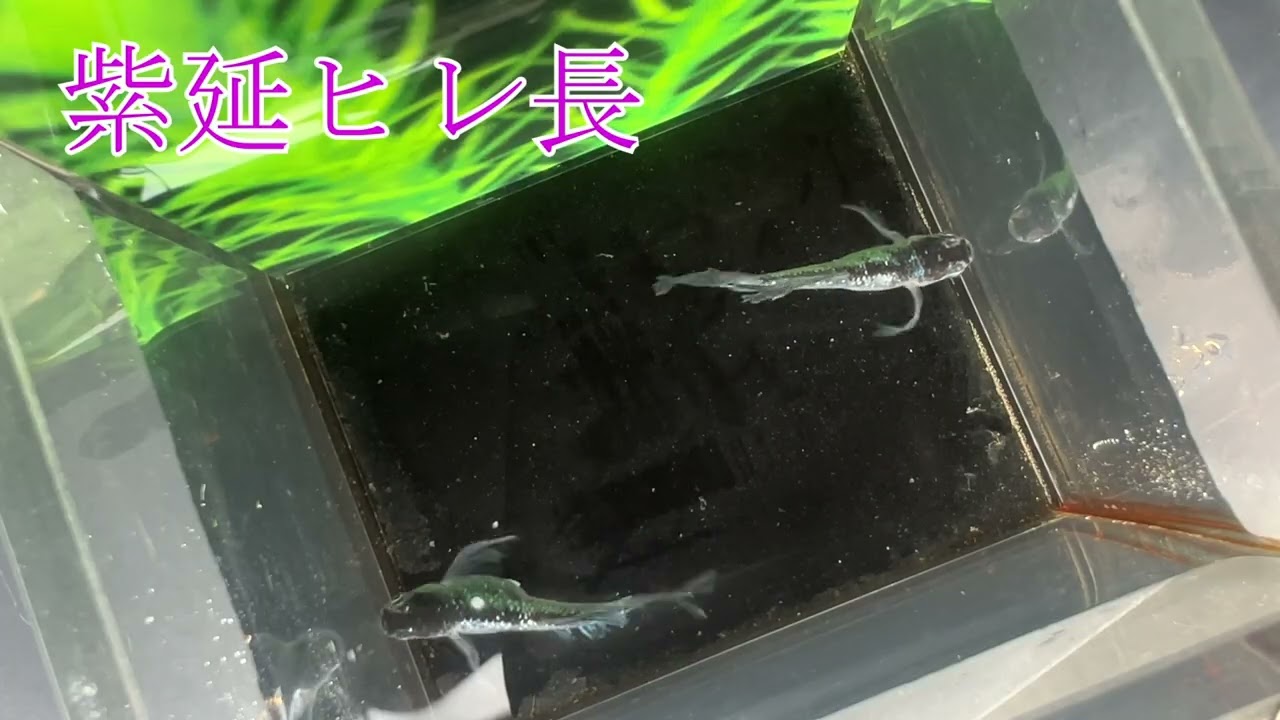 ヤフオク出品個体⑧　紫延ヒレ長　2026年　3月　6日　18時締め切り