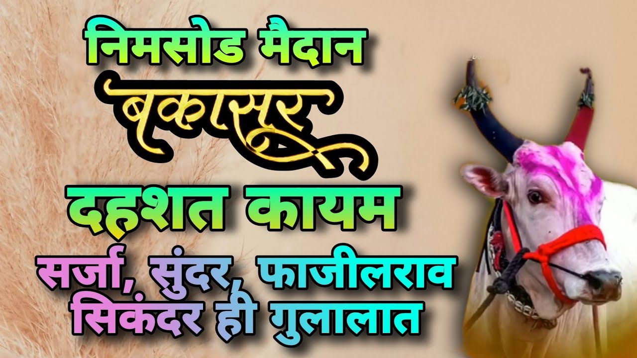 बकासुर दहशत कायम | निमसोड मैदान | सर्जा, सुंदर, फाजीलराव सिकंदर मेहबूब ...