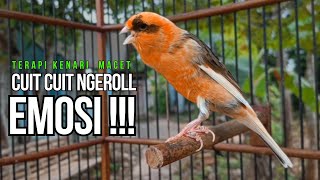 Download Lagu Kenari GACOR ngeroll PANJANG AMPUH untuk PANCINGAN \u0026 MASTERAN Kenari PAUD cepat BUNYI !! MP3