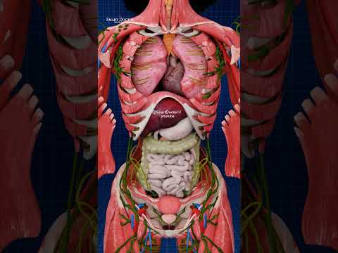 Female Anatomy The Immense Secrets Within 