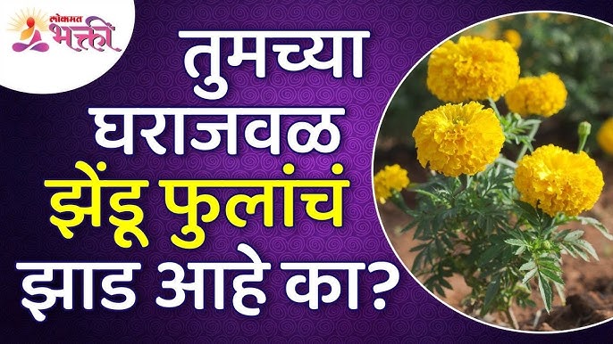 झ ड फ ल च म ह त Marigold