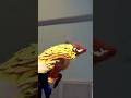 Dog Drone Pilot Horrific Drive-By Footage (2025)