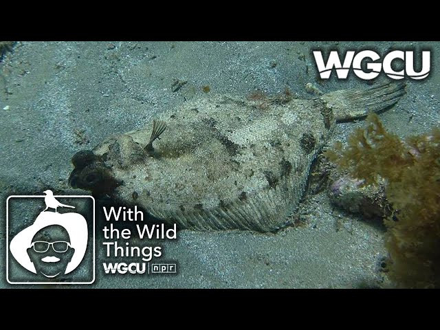 Flounder  With The Wild Things feat. Dr. Jerry Jackson 