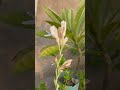 #tuberose #rajnigandha #shorts #flowers from my roof garden
