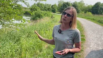 Habitat Hints: Mulberry Tree ID