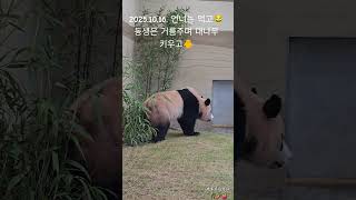 2025.10.16.후야🐥🐼 대나무에 거름줘요👀😀💕#후이바오 #루이바오 #아이바오 #러바오 #바오패밀리 #판다월드 #에버랜드 #강철원주키퍼님 #송영관주키퍼님 #오승희주키퍼님
