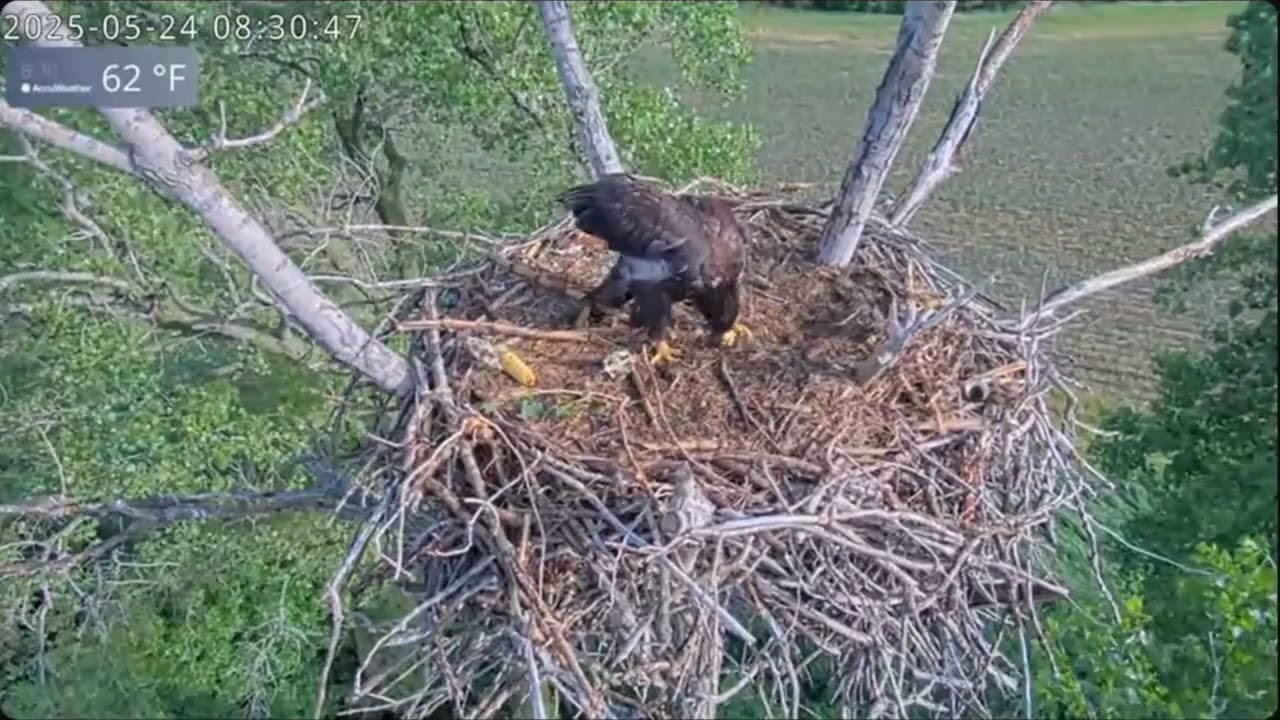 Corn Cob Play, Stump Stomp & A Flapping Frenzy - Kansas Bald Eagles - Ellie & Harvey  (5/23-5/30)