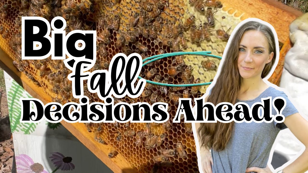 Fall Hive Inspection | Overwintering Prep & Small Hive Beetle Results for a First-Year Beekeeper