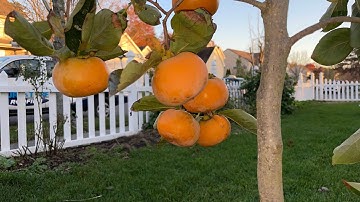 1 Year Old Fuyo Persimmon with 9 fruits update