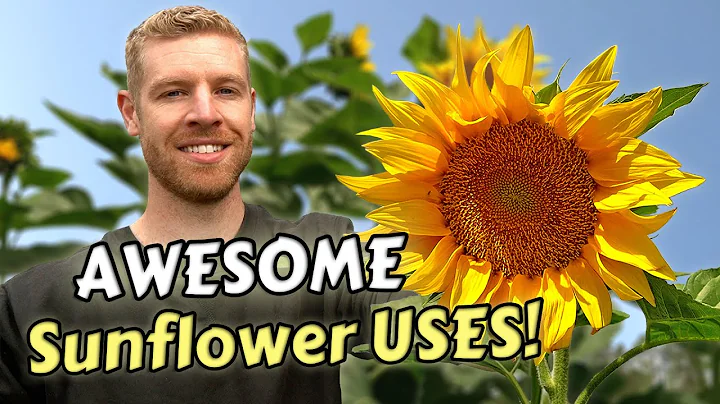 7 Modi Creativi per Mangiare e Utilizzare i Girasoli!