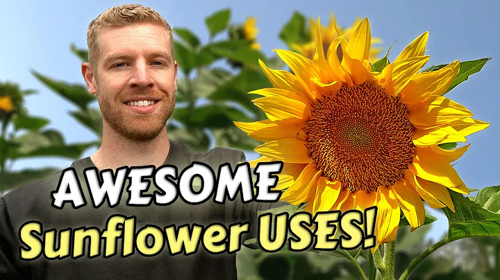 Discover the Surprising Culinary and Practical Uses of Sunflowers