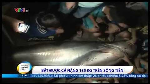 Đồng Tháp: Bắt được con cá nặng hơn 135kg trên sông Tiền