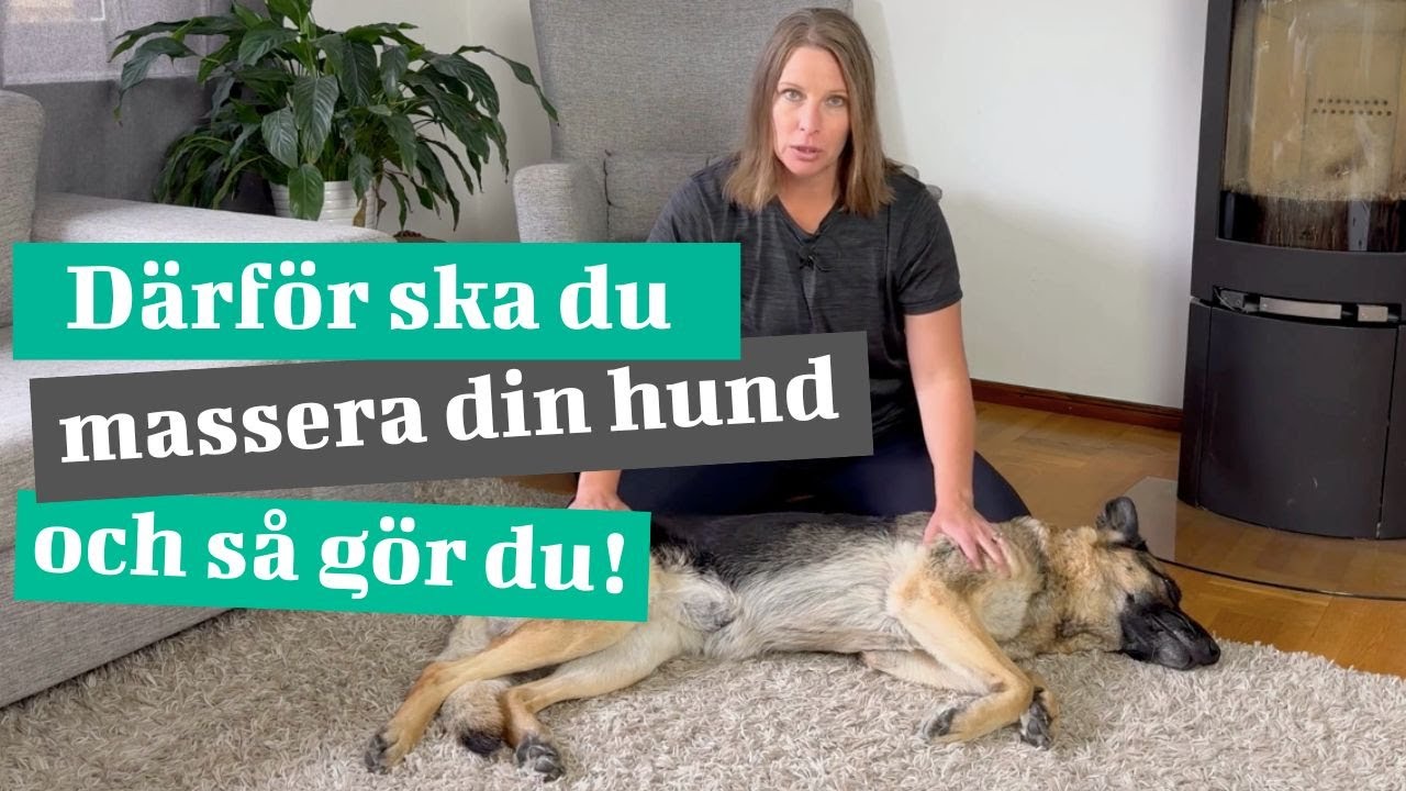 Därför ska du massera din hund och så här gör du!