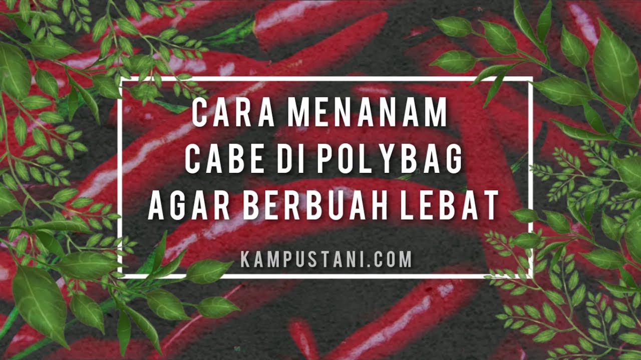 Cara Menanam Cabe di Polybag Agar Berbuah Lebat 