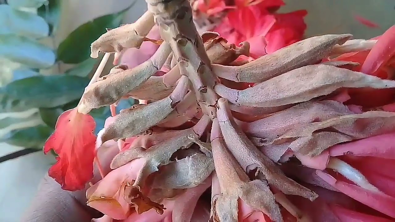 Flores de Palo de Cruz