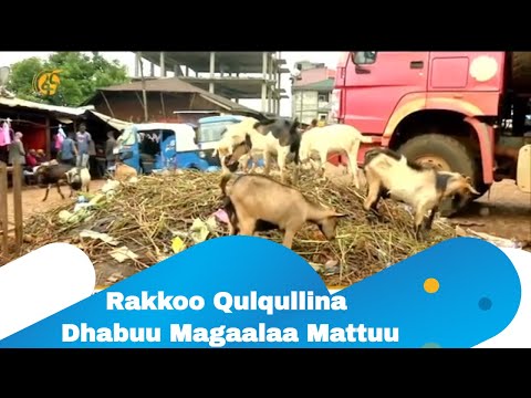Rakkoo Qulqullina Dhabuu Magaalaa Mattuu