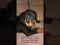 Aww I miss him ☹️ #dog #relatable #trending #teen #fypシ #viral #sadposts #girl #post