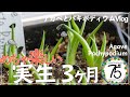 【多肉植物】パキポディウムとアガベの実生苗がタネまきから3ヶ月で立派に成長しています！