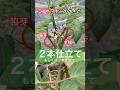 【ミニトマト】主枝と脇芽の2本仕立てで栽培します。 #ミニトマト栽培