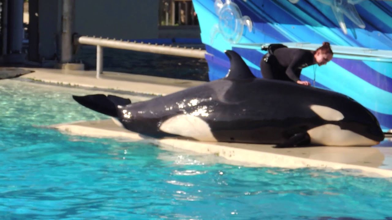 Makani, Shouka, Nakai, & Orkid highlights in Killer Whales: Up Close