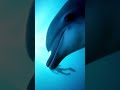 “Smartest Sea Creatures… Just Proved It.” 💡🌊 #animals #rescue #animalfight #wildlifeshorts #nature