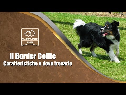 Il cane Border Collie - Caratteristiche e dove trovarlo - Documentario di Allevamenti Razze