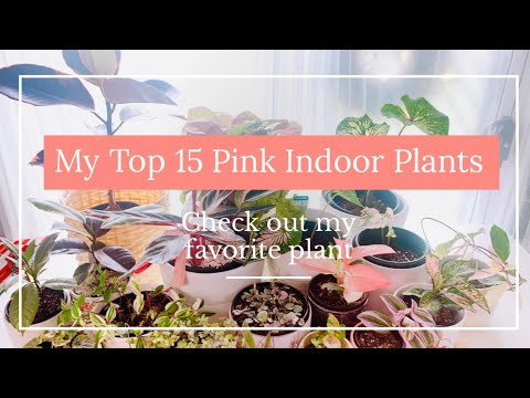 MY TOP 15 PINK INDOOR PLANTS | PINK PLANTS