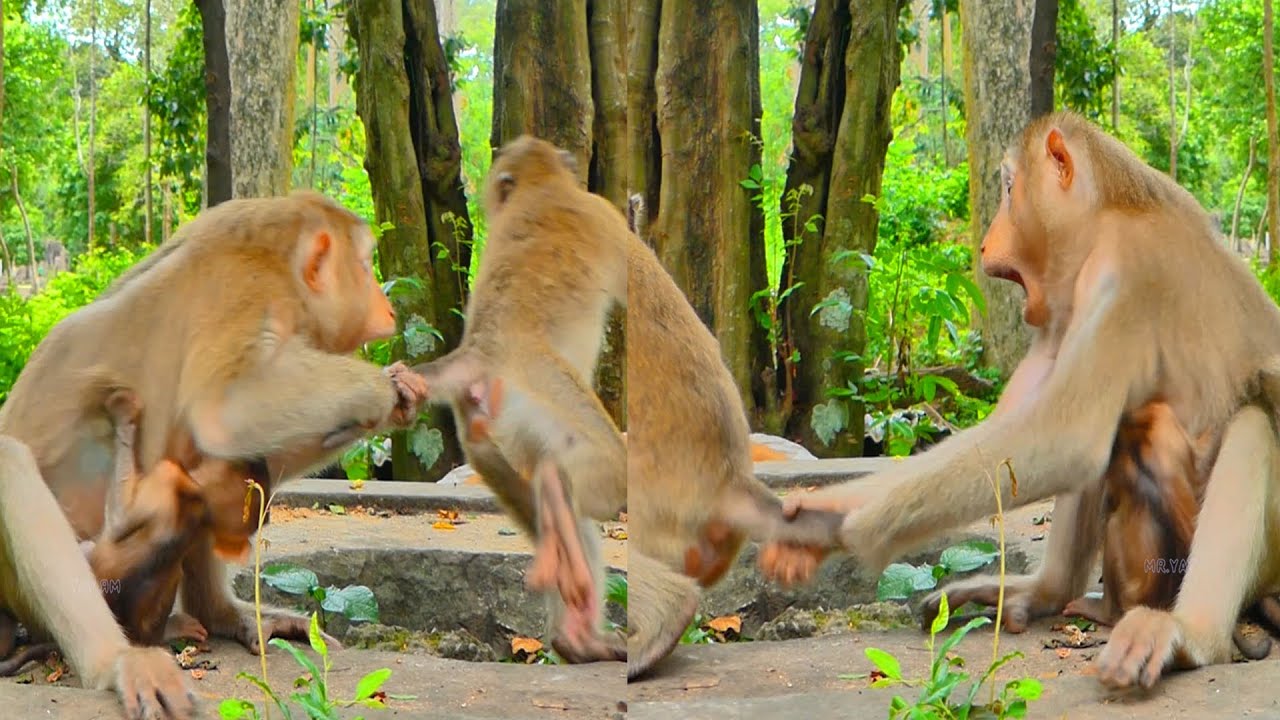 Because Monkey Kenzo is interfering with young Boy Kendra's milk, Mama Katrina becomes irate.